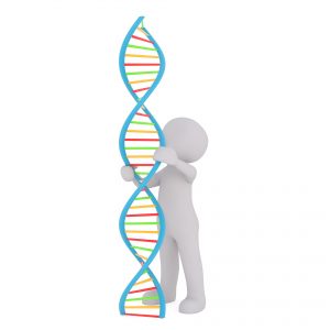 Nucleotides and Structure of DNA