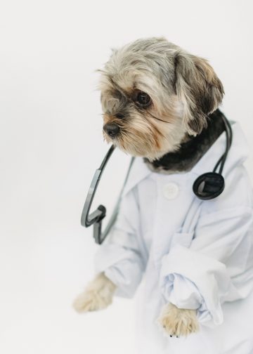 STEM CELL THERAPIES FOR DOGS: AND FOR ALL LOVED ONES