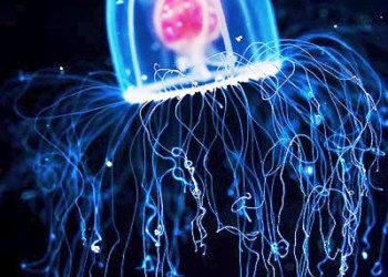 IMMORTAL JELLYFISH: Turritopsi Dohrnii