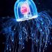 IMMORTAL JELLYFISH: Turritopsi Dohrnii