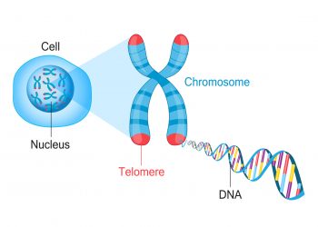 Telomeres and Quest for Biological Immortality
