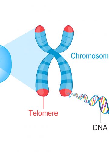 Telomeres and Quest for Biological Immortality